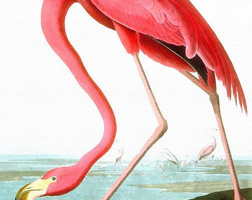 1-american-flamingo-john-james-audubon