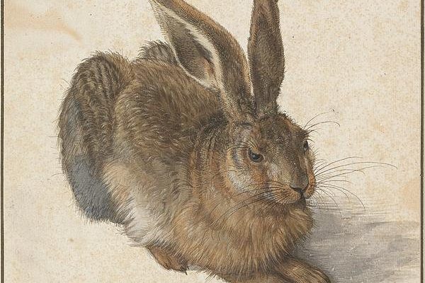 Albrecht Durer Young Hare