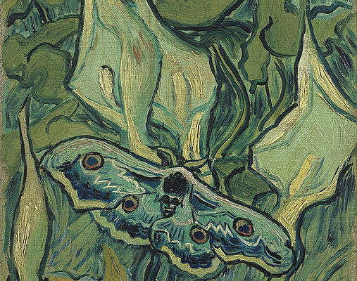 2-emperor-moth-vincent-van-gogh