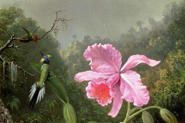 Orchid And Hummingbirds