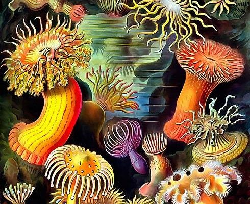 sea-anemones-ernst-haeckel