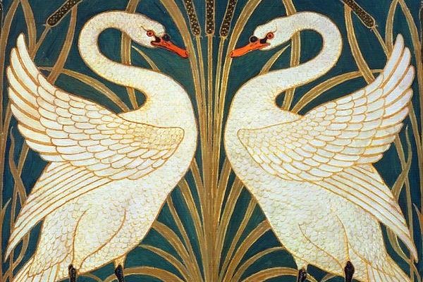 Swan Rush And Iris