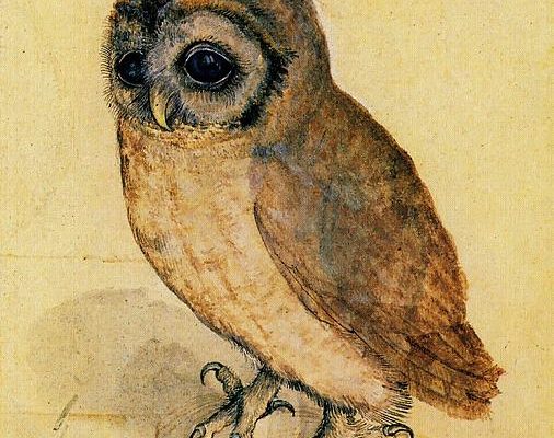 the-little-owl-albrecht-durer